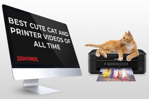 Best Cute Cat and Office Printer Videos Of All Time!